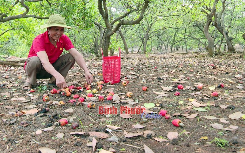 Giải pháp nâng cao năng suất cây điều