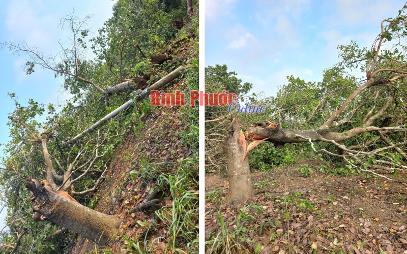 Lộc Ninh: Mưa lớn, lốc xoáy gây thiệt hại gần 700 triệu đồng 