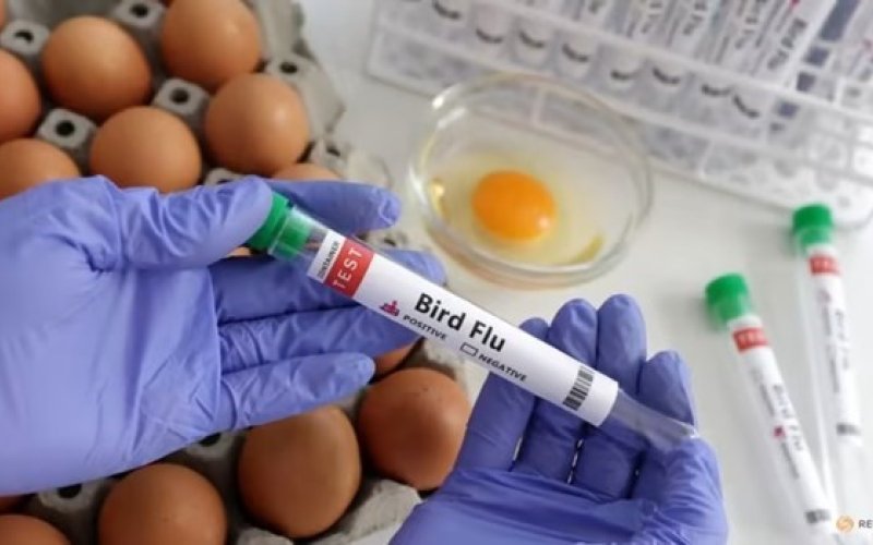 Những cảnh báo ban đầu về khả năng lây lan virus H5N1 ở người