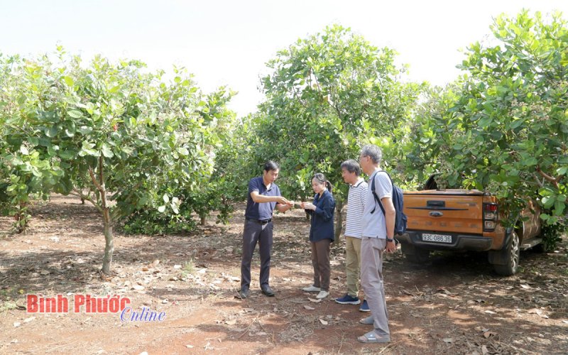 Thành công từ chuỗi liên kết sản xuất