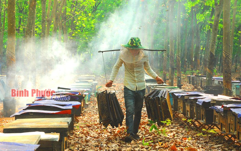 Chùm ảnh: Thu hoạch mật ong