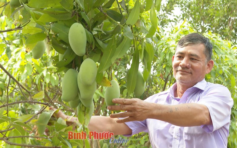 Xoài keo bén rễ trên vùng đất khó