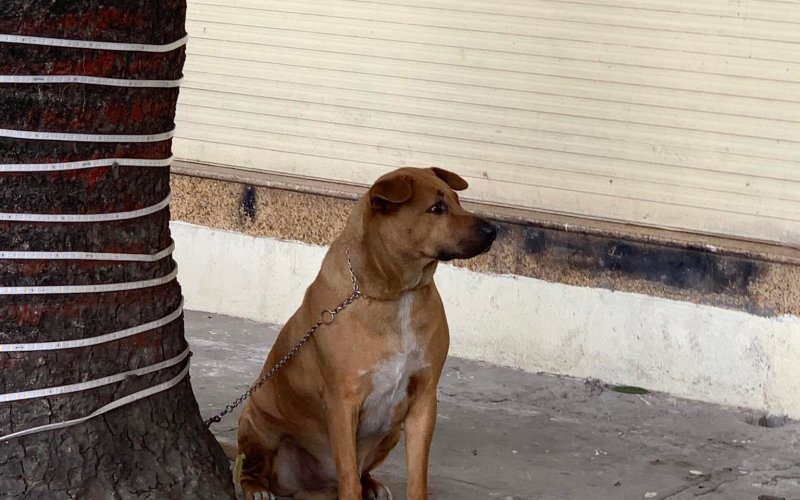 Xử lý cán bộ thiếu trách nhiệm, buông lỏng quản lý phòng chống bệnh dại