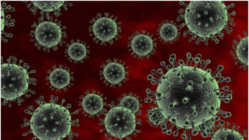 Mỹ ghi nhận trường hợp lây cúm gia cầm H5N1 từ bò sữa