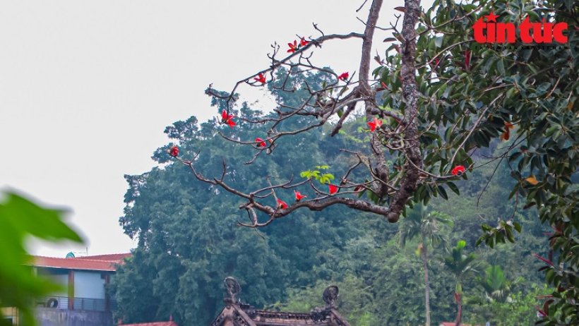 Ngắm hoa gạo nở đỏ rực bên những ngôi chùa nổi tiếng Hà Nội