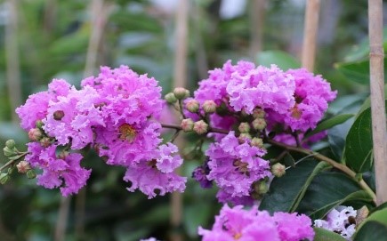 Khi mùa hoa bằng lăng trở lại