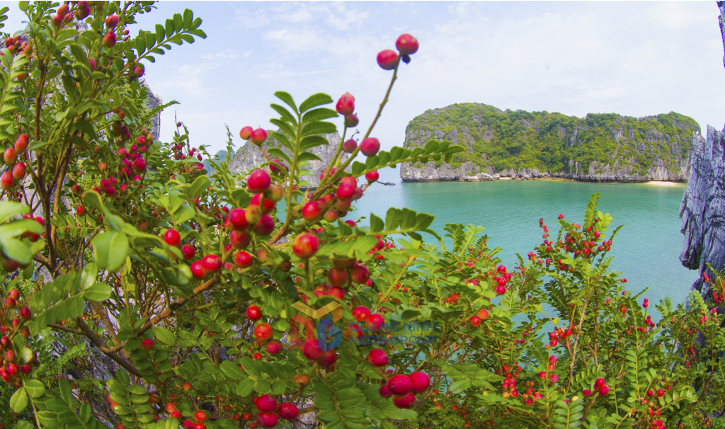 Lộc xuân trên vịnh Hạ Long