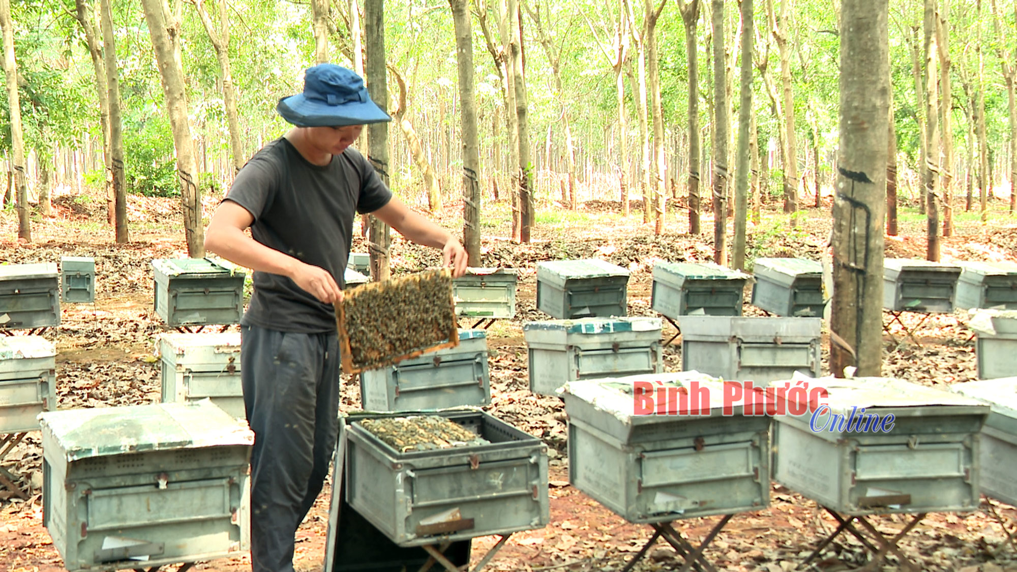 Mùa ong lấy mật