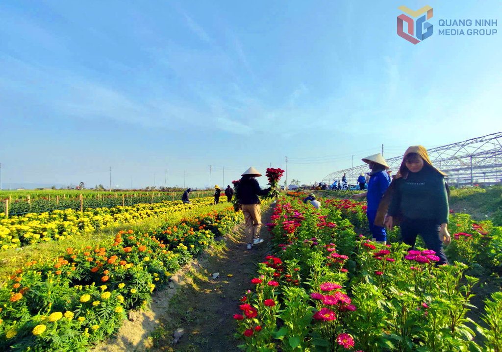 Thành phố hoa và sức hút du lịch từ hoa