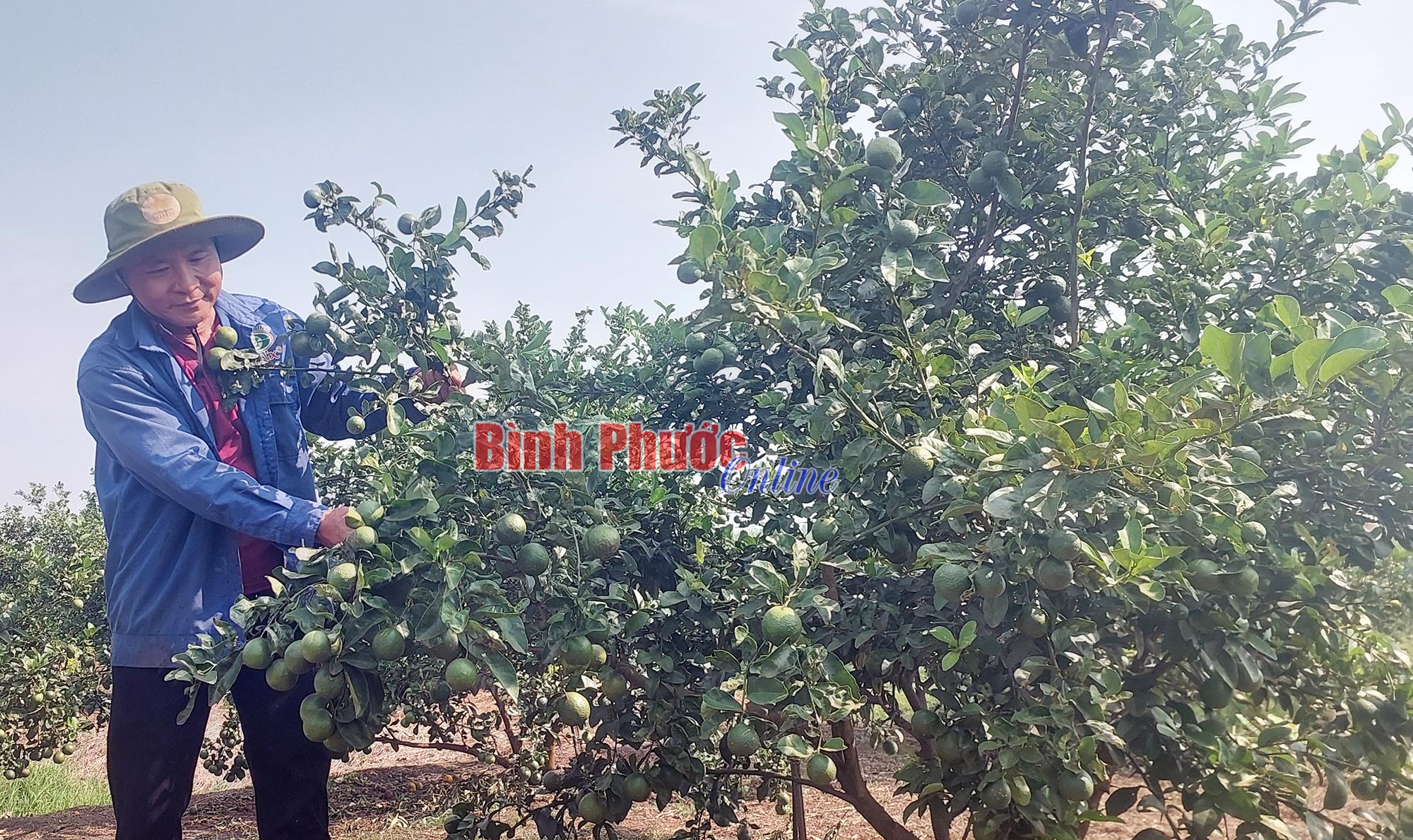 Thu nhập cao từ diện tích nhỏ