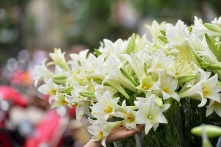 Tinh khôi mùa hoa loa kèn