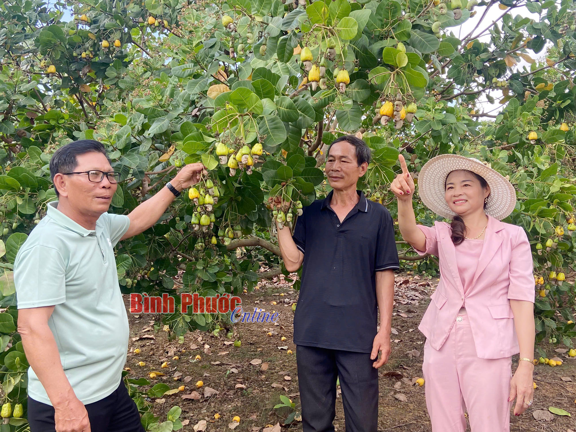 Triển vọng từ giống điều BP102