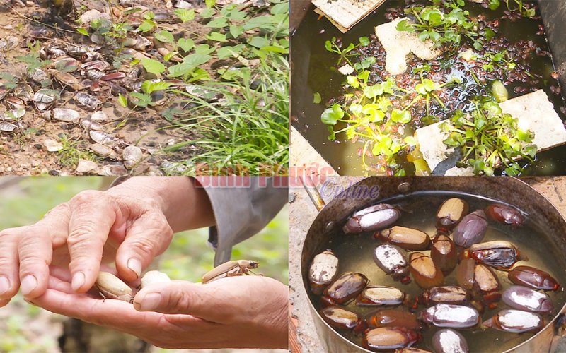 Bọ cánh cứng - Sát thủ của cây trồng