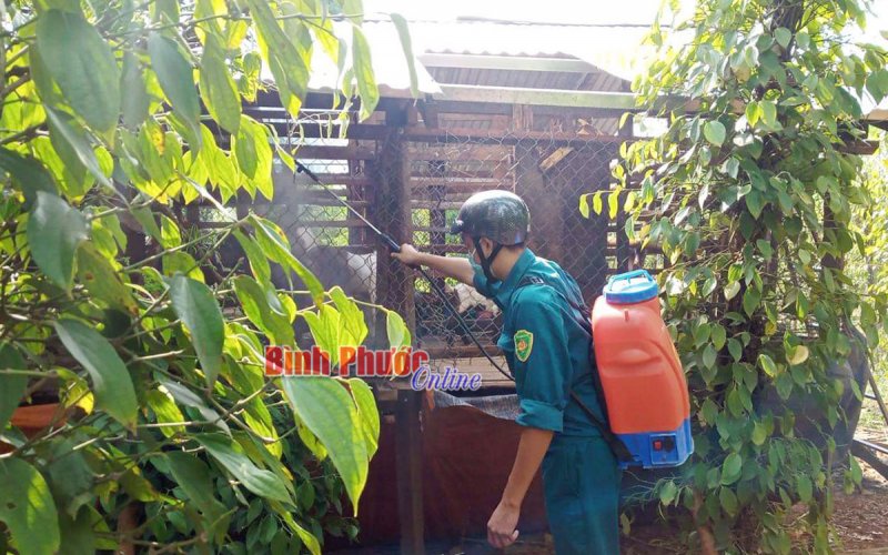 Chủ động tiêm vắc xin phòng, chống dịch viêm da nổi cục trên trâu, bò