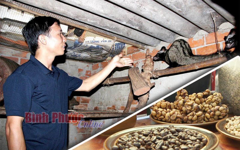 Độc đáo mô hình cà phê chồn
