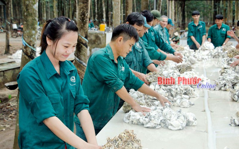 Giá “vàng trắng” tăng mạnh, tín hiệu vui cho nông dân, doanh nghiệp