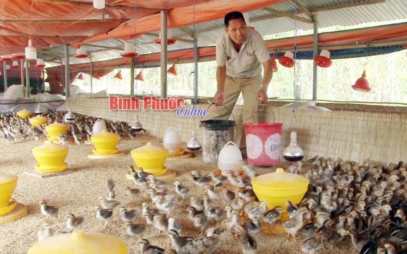 Kinh tế vững nhờ nuôi gà 