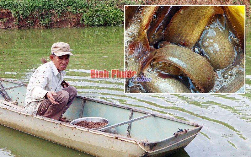 Thu nhập cao từ nuôi cá rô đồng