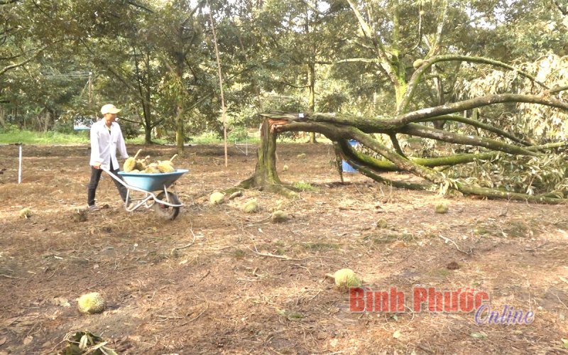 Xót xa hơn 50 tấn sầu riêng non của nông dân rụng do mưa giông, lốc xoáy 
