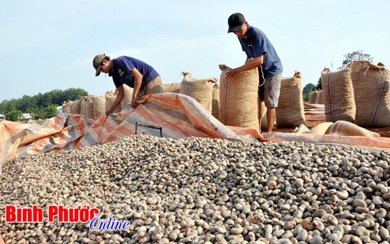 5 tháng, Bình Phước thu thuế đạt 5.450 tỷ đồng