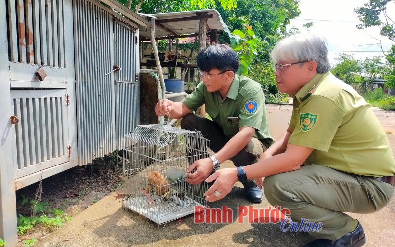Bình Phước: Thêm một cá thể cu li được bàn giao cho Hạt Kiểm lâm huyện Đồng Phú 