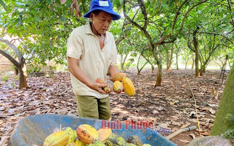 Ca cao xen điều vẫn phát huy lợi kép