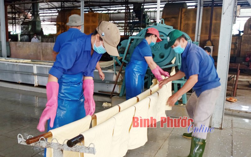 Các nhà máy chế biến mủ cao su chú trọng an toàn, vệ sinh lao động