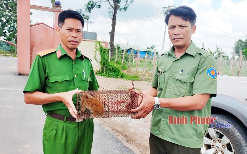 Hạt kiểm lâm Đồng Phú tiếp nhận 1 cá thể cu li nguy cấp, quý hiếm