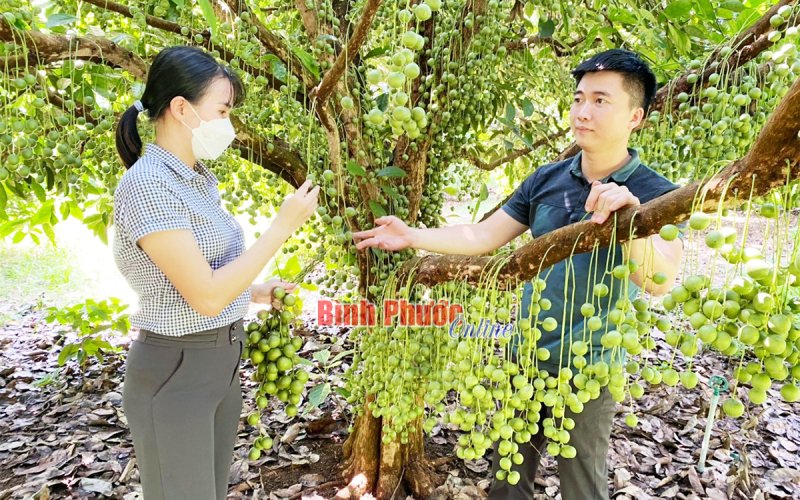 Khát vọng phát triển nông nghiệp gắn với du lịch trải nghiệm