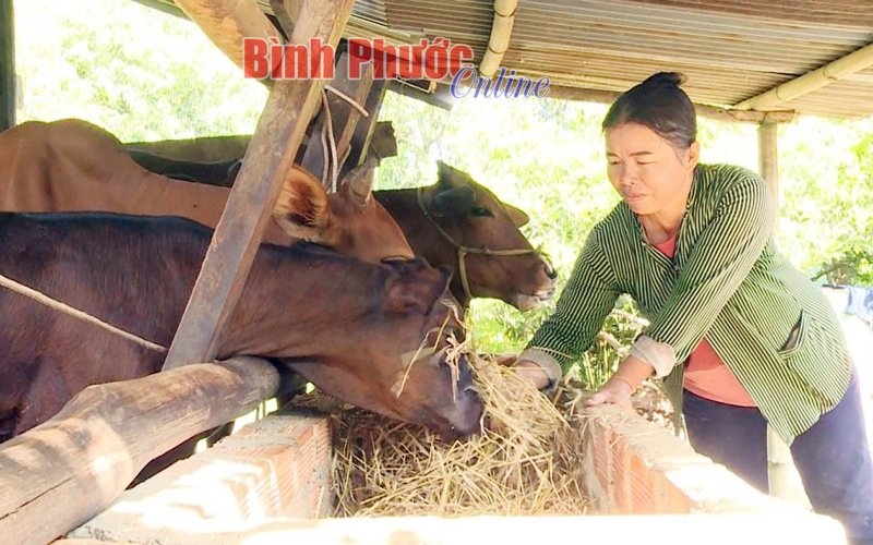 “Ngân hàng bò” - điểm tựa thoát nghèo