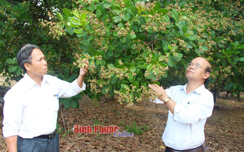 Niên vụ điều 2021-2022 và những vấn đề đặt ra - Bài 4