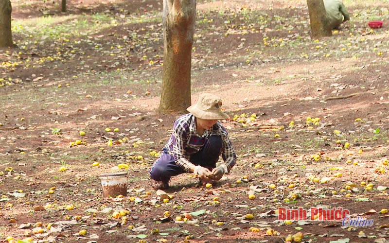 Niên vụ điều 2021-2022 và những vấn đề đặt ra - Bài 5