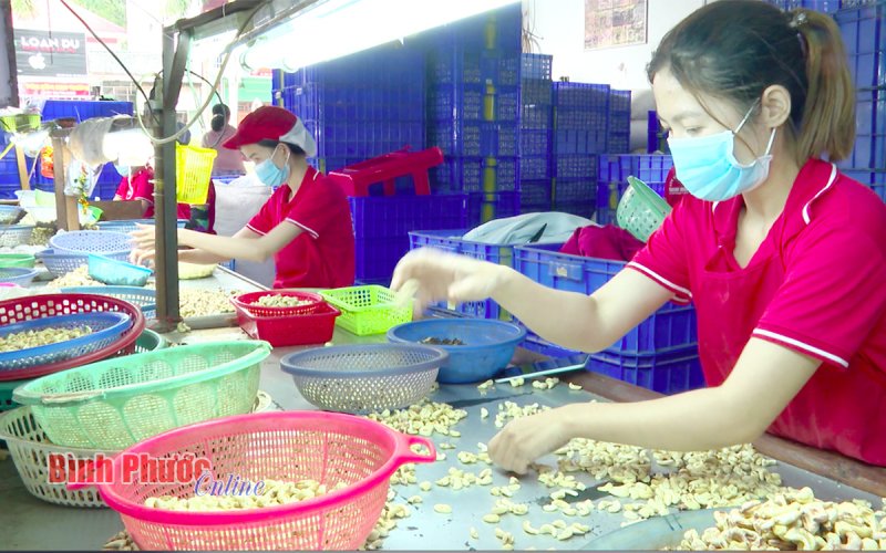 Niên vụ điều 2021-2022 và những vấn đề đặt ra - Bài cuối