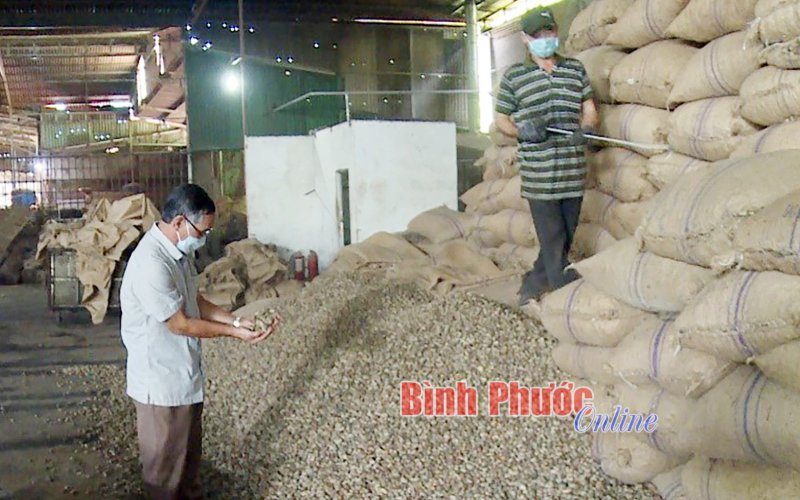 Sản xuất dầu điều: Ngành công nghiệp phụ giàu tiềm năng