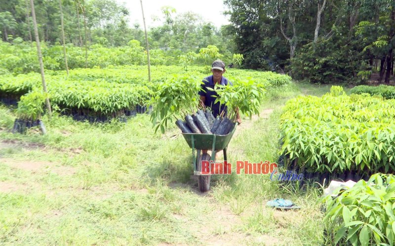 Tất bật vào mùa cao su giống