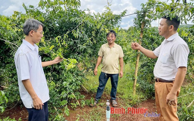 Trồng cây dược liệu - hướng đi mới của nông dân