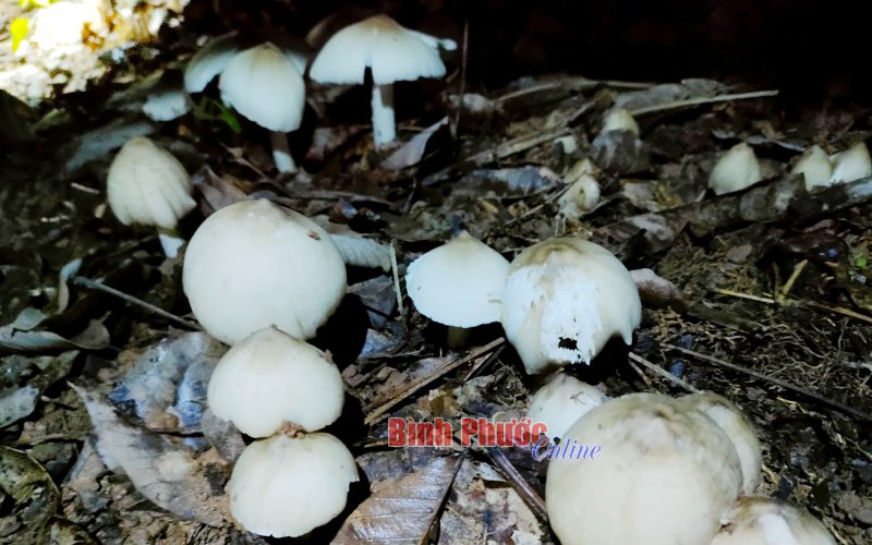 Trúng đậm “lộc trời”