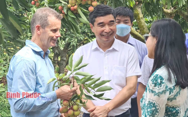 Vải thiều Hải Dương: Quả ngọt vươn xa