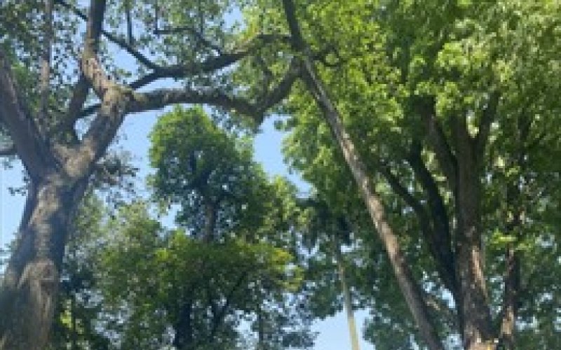 Chuyện kể về 'c&acirc;y đa ki&ecirc;n tr&igrave;' trong Khu Di t&iacute;ch Chủ tịch Hồ Ch&iacute; Minh