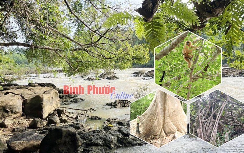 Khám phá thiên nhiên hoang dã Vườn quốc gia Cát Tiên