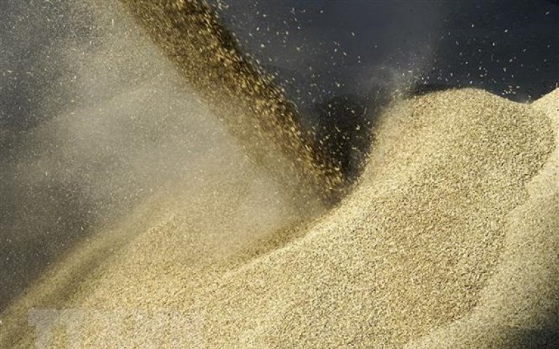 LHQ tiếp tục thúc đẩy xuất khẩu lương thực và phân bón của Nga