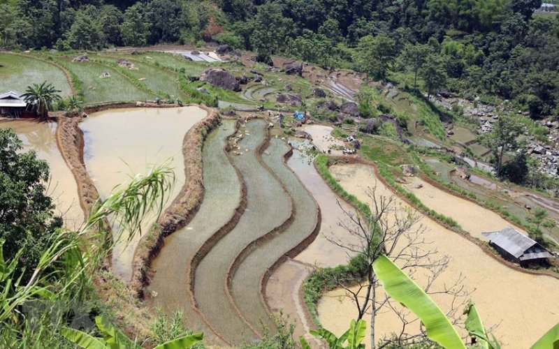 M&ugrave;a nước đổ tr&ecirc;n những thửa ruộng bậc thang ở Lai Ch&acirc;u
