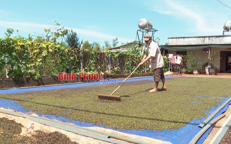 Người trồng tiêu gặp khó