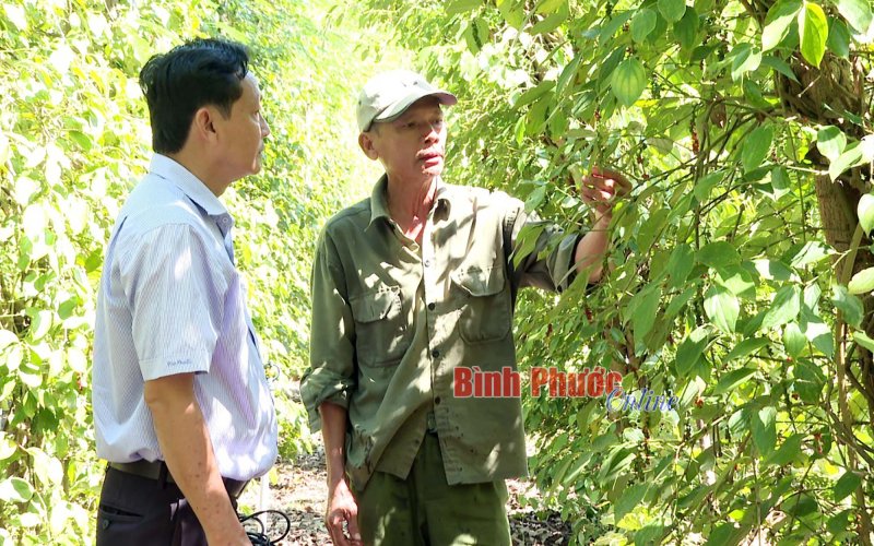 Phát triển nông nghiệp sạch ở vùng biên