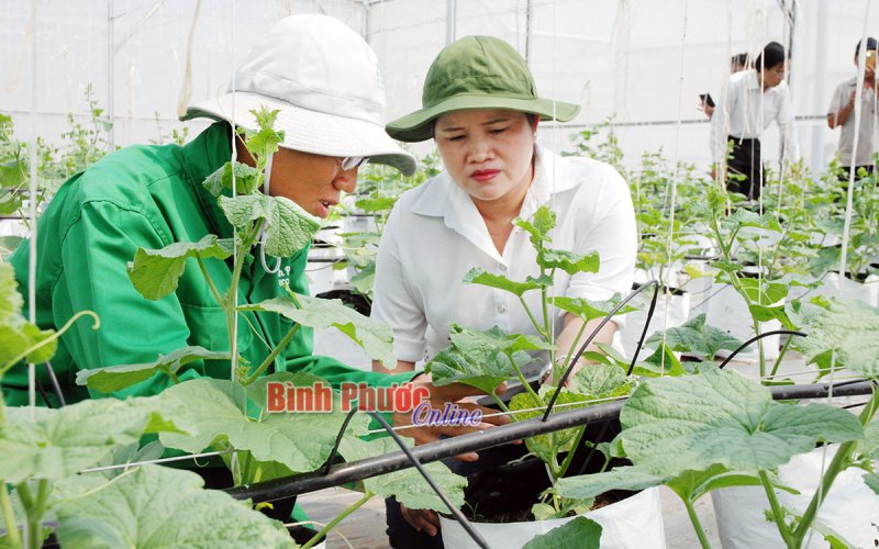 Tái cơ cấu ngành nông nghiệp dưới góc nhìn của nông dân