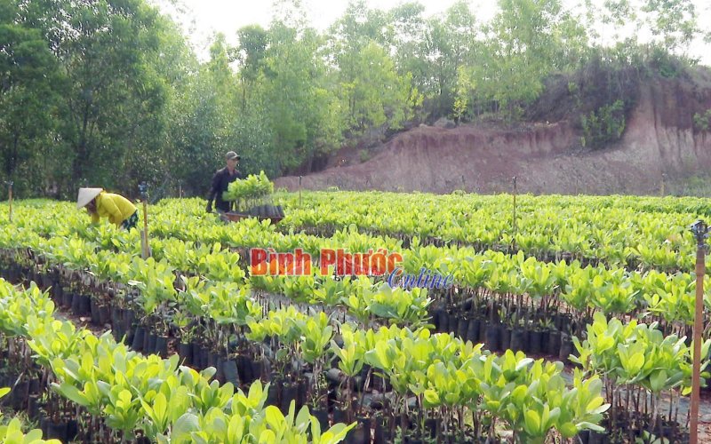 Thị trường cây giống vào vụ mới