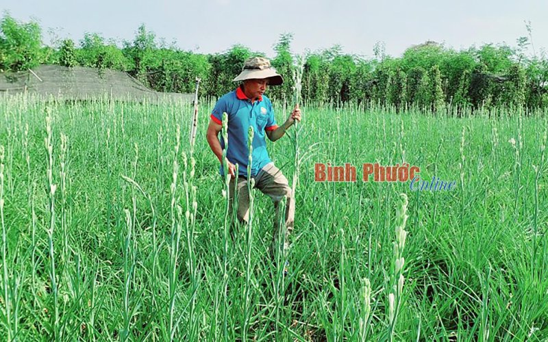 Thu nhập ổn định từ trồng hoa huệ