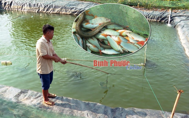 Triển vọng nuôi cá heo nước ngọt