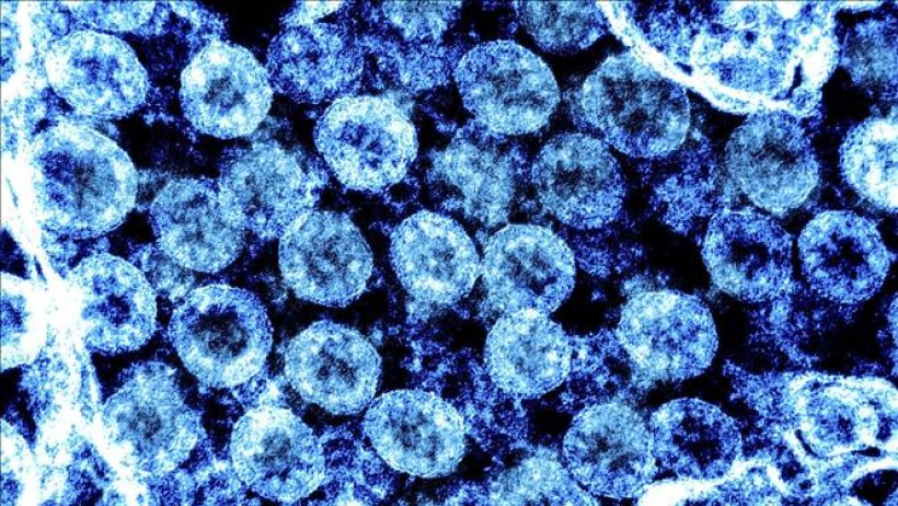 Biến thể phụ KP.2 của virus SARS-CoV-2 có thể lây lan nhanh hơn và 'né' miễn dịch tốt hơn