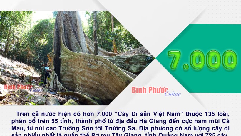Cả nước hiện có hơn 7.000 “Cây Di sản Việt Nam” thuộc 135 loài